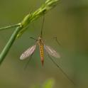 Nephrotoma flavescens (Tiger Cranefly).jpg